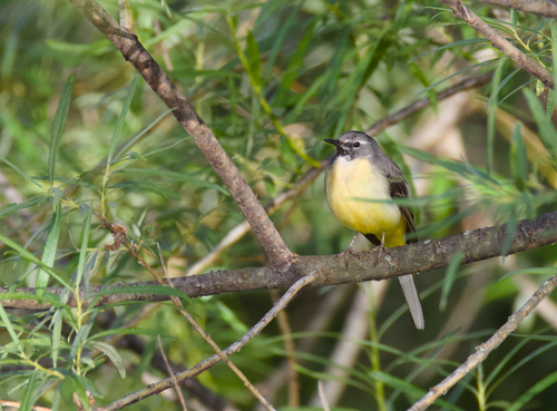 Grey Wagtail