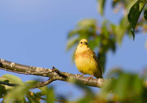 Yellowhammer