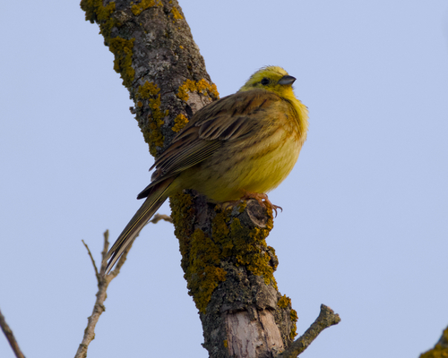 Yellowhammer
