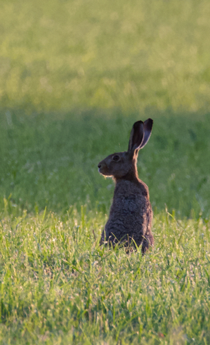 Brown Hare