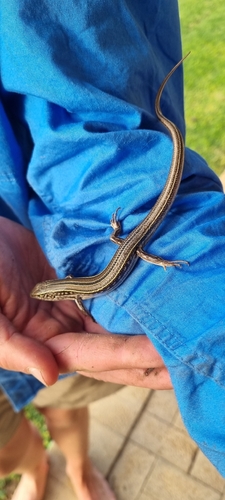Robust Ctenotus