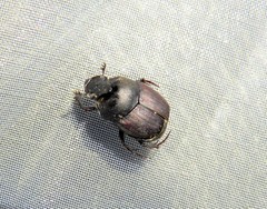 Onthophagus verticicornis