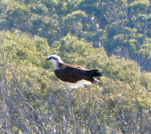 iNaturalist: (c) sp1_der, some rights reserved (CC BY-NC) iNaturalist image