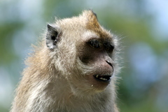 Macaca fascicularis