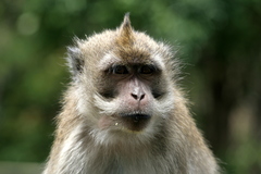 Macaca fascicularis