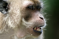Macaca fascicularis