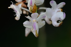Aerides odorata