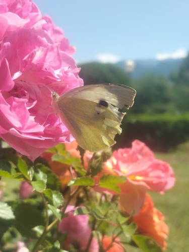 Indian Cabbage White