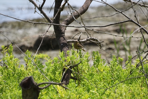 House Finch