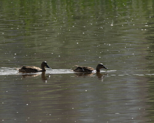 iNaturalist image