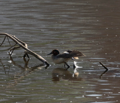 iNaturalist image