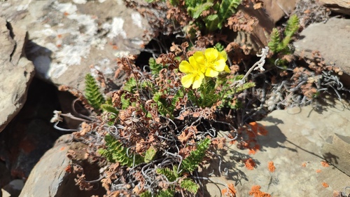 Biebersteinia odora (Biebersteinia odora)