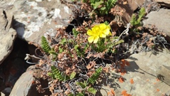 Biebersteinia odora