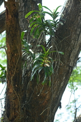 Aerides odorata