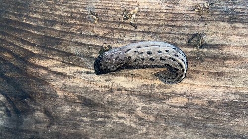 Leopard Slug