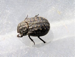Trox scaber
