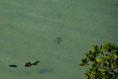 Carcharhinus melanopterus