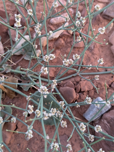 Roundleaf Buckwheat