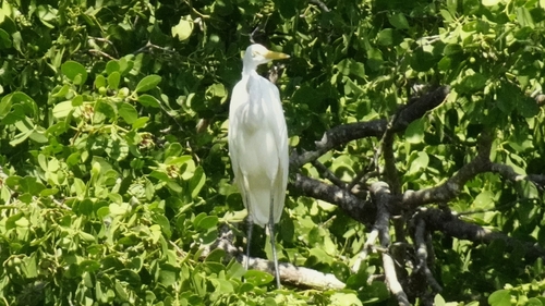 Great Egret