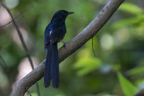 White-rumped Shama
