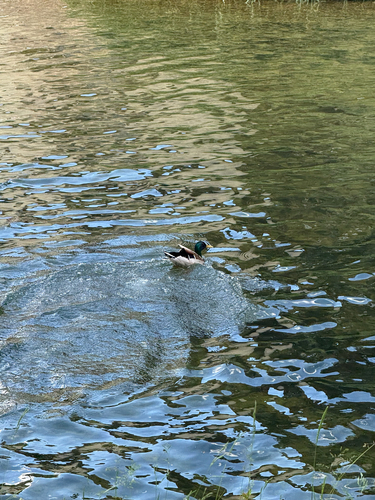 Mallard
