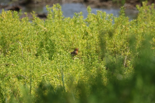 House Finch