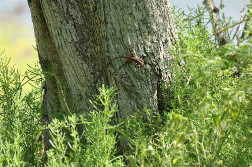 Brown Anole