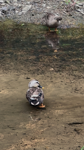 iNaturalist image