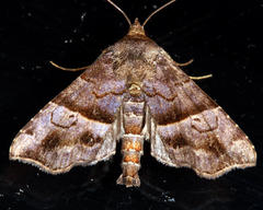 Cecharismena