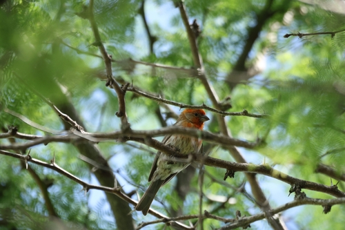 House Finch