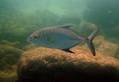 Ferdauia orthogrammus