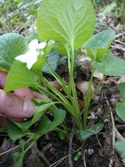 Viola mirabilis