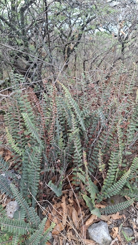 doradilla ondulada