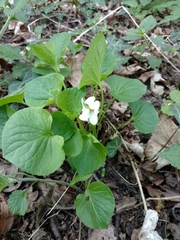 Viola mirabilis