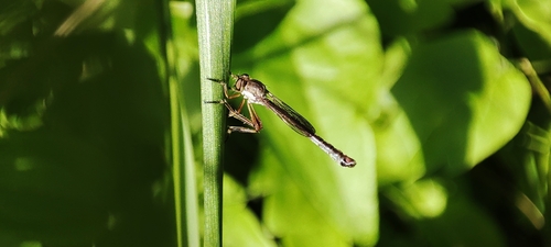 Slender Striped Robberfly