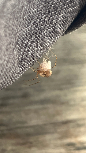 Common Spitting Spider