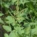 Green Amaranth - Photo no rights reserved, uploaded by S.MORE