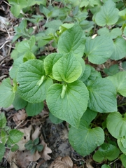 Viola mirabilis