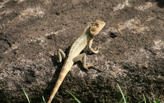 Calotes versicolor
