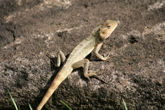 Calotes versicolor