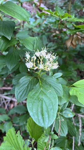 common dogwood