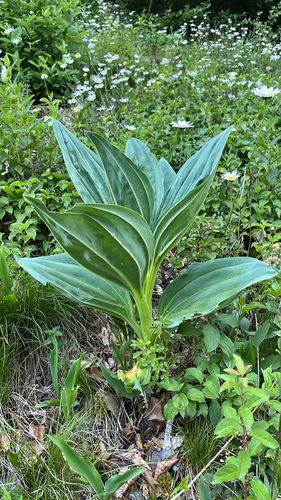 Gentiana lutea lutea