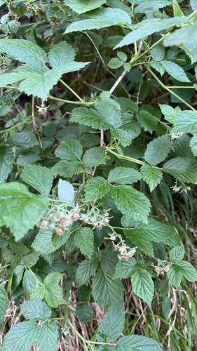red raspberry