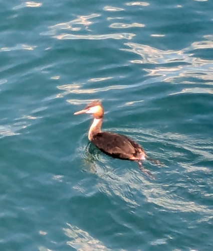 iNaturalist image