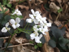 Cardamine trifolia
