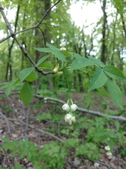 Staphylea pinnata
