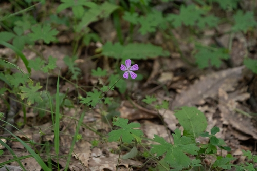Geranium albanum