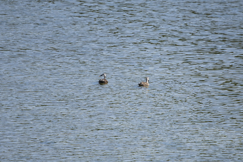 iNaturalist: (c) Ethan Beaver, some rights reserved (CC BY-NC), uploaded by Ethan Beaver iNaturalist image