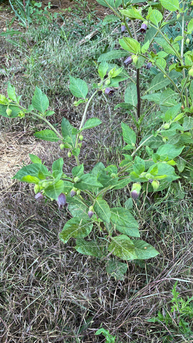 Deadly Nightshade