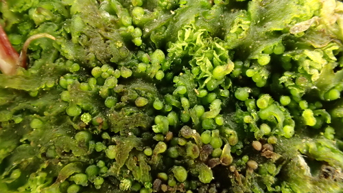 Paraphymatoceros proskaueri
